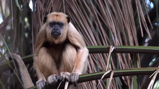 wild female Black howler monkey resting on tropical jungle rainforest palm frond