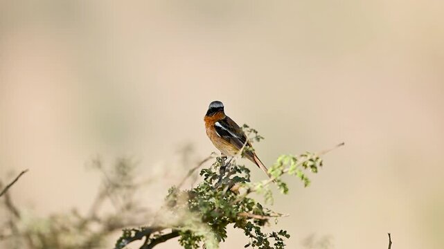 Perched eversmann&rsquo;s redstart shows plumage detail while observing surroundings attentively
