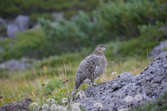 One rock ptarmigan on a rock and another in the grass in the Swiss Garden of Kumonodaira