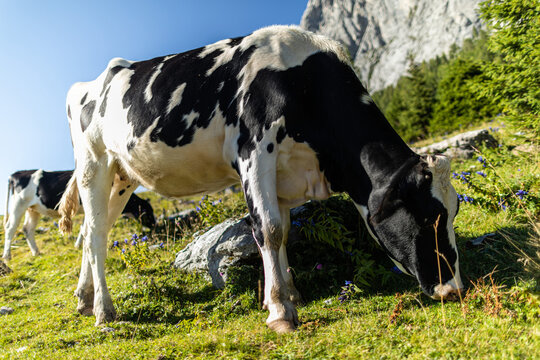 mucche al pascolo in un prato mentre brucano l'erba, di giorno, in un ambiente di montagna nel nord Italia, in estate