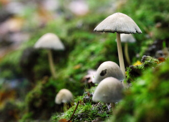 shiny cap mushrooms, (Coprinellus micaceus), emerging from the ground in autumn, close view
