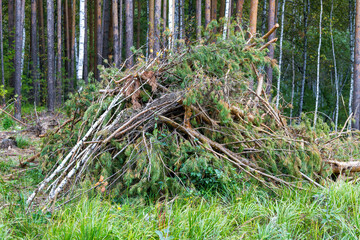 Pile of tree branches in a forest