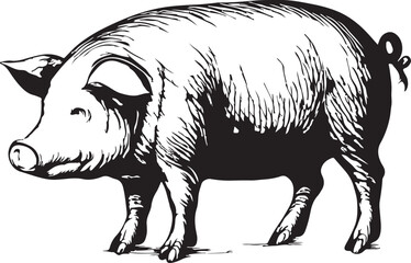 Sphinx Cat Vintage Engraving Illustration Vector