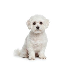 Obraz premium chihuahua puppy isolated on white