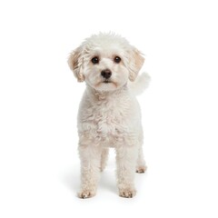 Obraz premium poodle puppy isolated on white