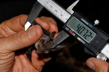 Taking measurements of a Canary long-eared bat Plecotus teneriffae. Garafia. La Palma. Canary...
