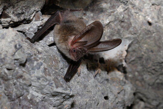 Canary long-eared bat Plecotus teneriffae. Garafia. La Palma. Canary Islands. Spain.