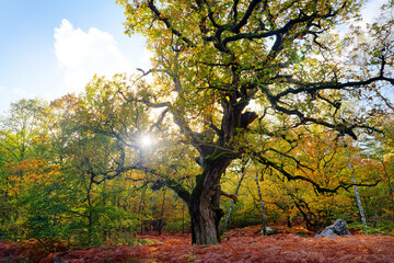 Fototapeta premium The Sully oldest oak tree in the apremont gorges. fontainebleau forest