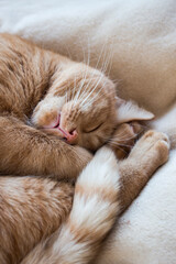 A ginger cat sleeping peacefully on a beige blanket. Cozy, calming scene symbolizing warmth, comfort, and relaxation, perfect for home decor, lifestyle, and wellness themes.