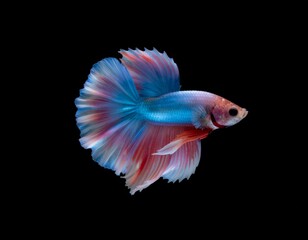 Fototapeta premium Glowing Betta Fish Fins Black Water