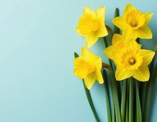 Fototapeta premium Yellow daffodils on a blue background. Spring floral background with space for text. Template for an Easter card or banner
