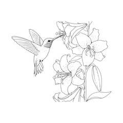 Hummingbird feeding on flower nectar © Mdekramul