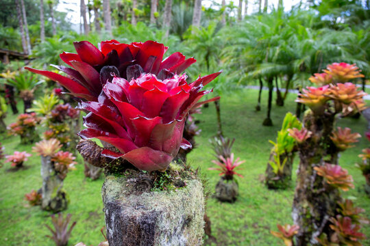 Rode bromelia in botanische tuin op Martinique