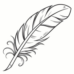 Fototapeta premium Smooth Detail of a Quill Feather on White Background