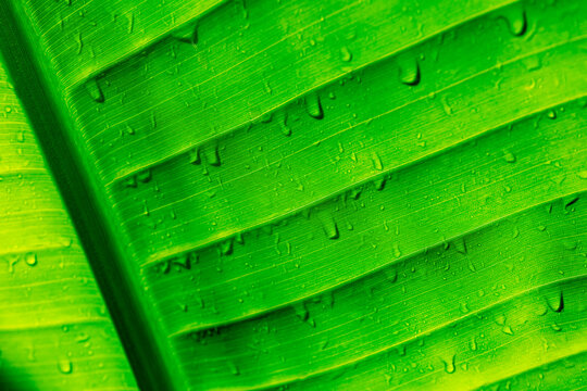 Close-up van waterdruppels op het groene blad van een tropische plant