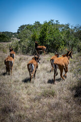 Fototapeta premium Herd of wild Bontebok antelopes grazing in the South African bushveld