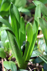 Sunny blooming bud of hyacinth