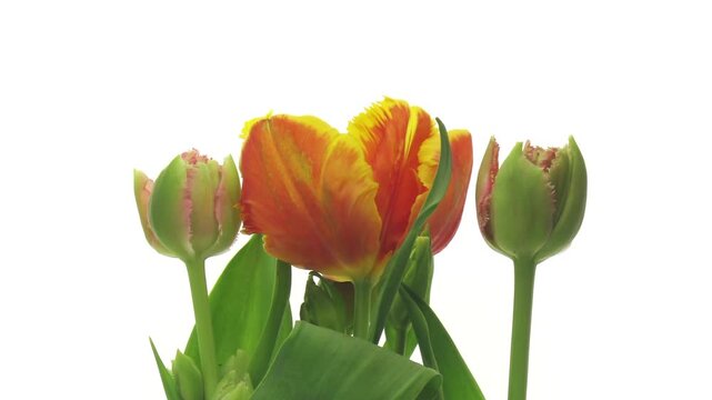 Time lapse of opening colorful Parot tulip in a vase on white background