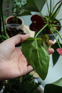 a limp leaf in the hand