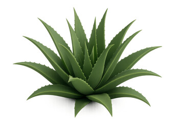 Fototapeta premium Aloe vera plant with green leaves on transparent background