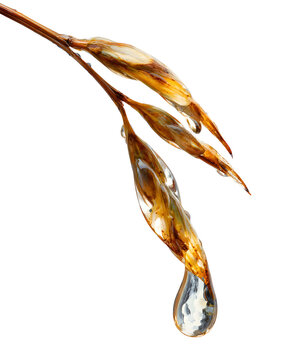 Job's Tears Seed Pods with Water Droplets on White Background, Macro Detail