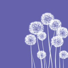 Obraz premium Dandelions on the violet background. Vector dandelion.Card with abstract flowers, dandelions , vector style simple color