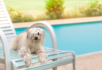 Pyrenean Sheepdog in nature