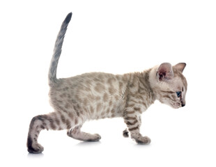 bengal kitten in studio © cynoclub