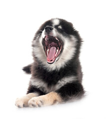 Obraz premium Pomsky in studio