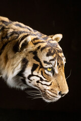 Fototapeta premium tiger in studio