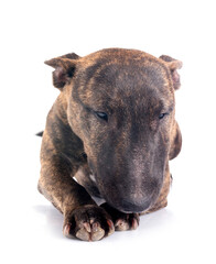 Obraz premium miniature bull terrier in studio