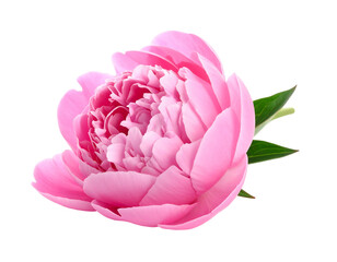 A lush pink peony bloom with delicate layered petals against black