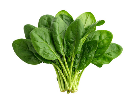 Fresh, vibrant green spinach leaves bunched together on a dark background