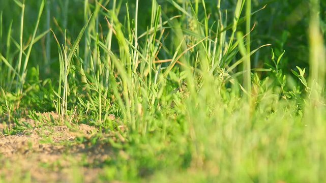 Eurasian Skylark (Alauda arvensis) Standing and Foraging in a Sunny Summer Morning Field, Hannover, Lower Saxony, Germany