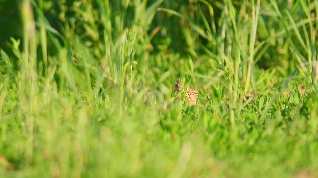 Eurasian Skylark (Alauda arvensis) Standing and Foraging in a Sunny Summer Morning Field, Hannover, Lower Saxony, Germany