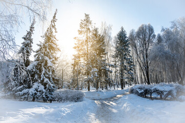Winter forest with sun rays and fresh untouched snow