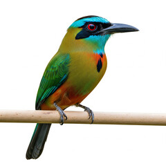 Colorful Motmot Bird Perched on Wooden Branch