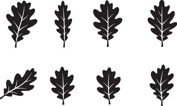 Oak Leaf Icon Set Black and White Botanical