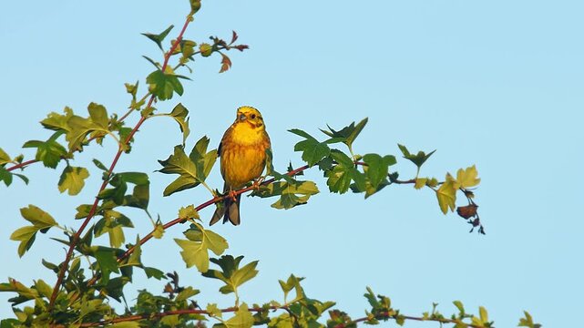 Yellowhammer (Emberiza citrinella) Singing While Perched on a Branch in a Sunny Summer Sunset, Hannover, Lower Saxony, Germany