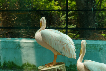 Two white pelicans standing next to each other in a zoo enclosure