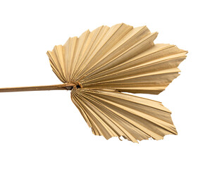 Dried, fanned palm leaf with textured, segmented surface