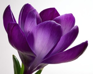 Close Up Purple Crocus Flower