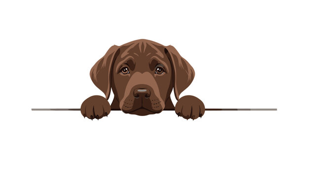 Beautiful chocolate labrador retriever puppy peeks over a white horizontal border with its paws resting on the edge.