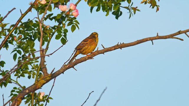 Yellowhammer (Emberiza citrinella) Singing While Perched on a Branch in a Sunny Summer Sunset, Hannover, Lower Saxony, Germany