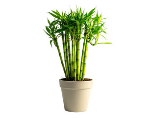 Lush green stalks of a potted bamboo plant with vibrant leaves