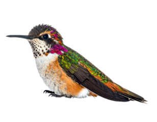 Tiny hummingbird with iridescent green, purple, and orange feathers
