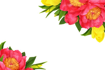 Naklejka premium Coral peonies and yellow tulip flowers in corner floral arrangements isolated on white or transparent background