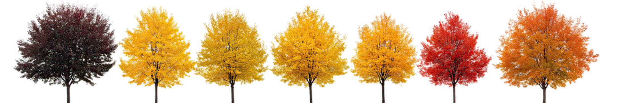 Six Chinese tallow street trees showing full fall foliage color spectrum on transparent background
