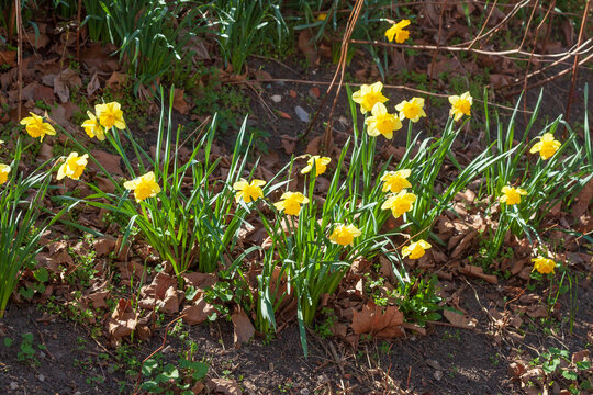 Gelbe Narzissen, Narzissenbl&uuml;te  (Narcissus Pseudonarcissus), Deutschland