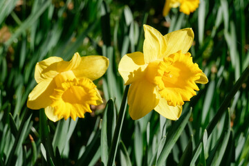 Gelbe Narzissen, Narzissenbl&uuml;te  (Narcissus Pseudonarcissus), Deutschland
